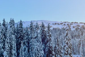 Ski staza i jele pod snegom na Kopaoniku