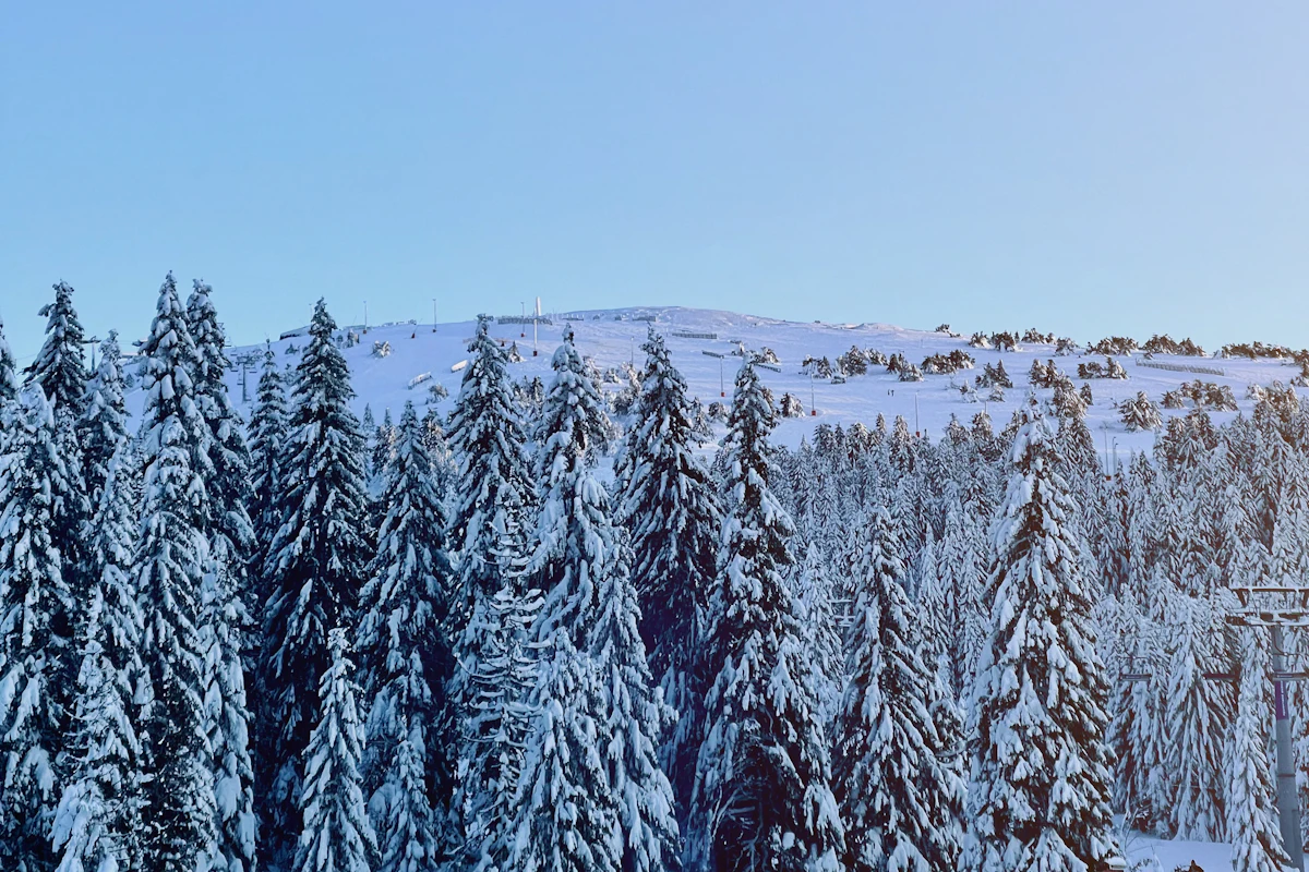 Ski staza i jele pod snegom na Kopaoniku